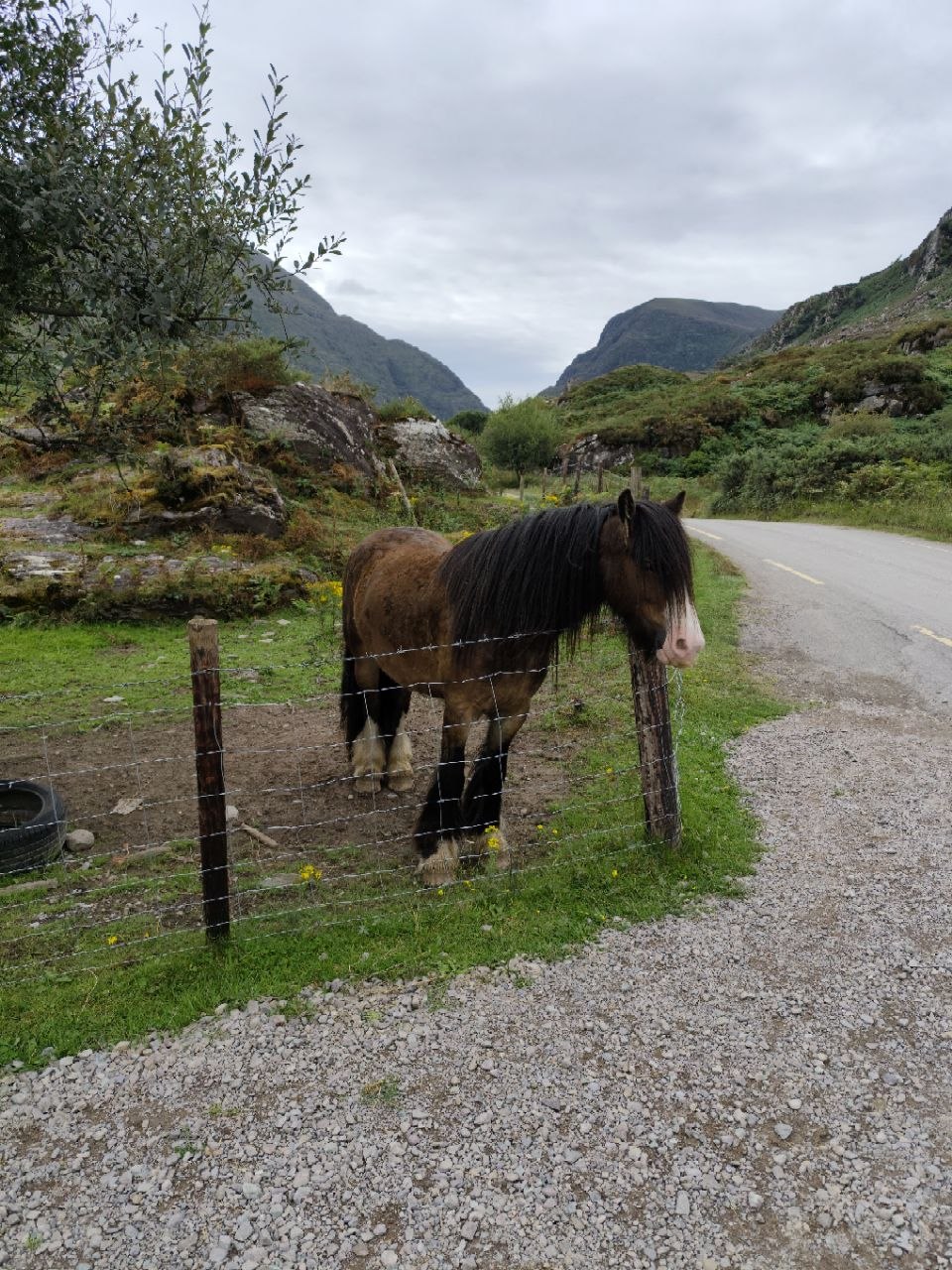 Caballo de pelaje castaño pastando junto a la valla del camino del Gap of Dunloe, con las laderas verdes del desfiladero al fondo