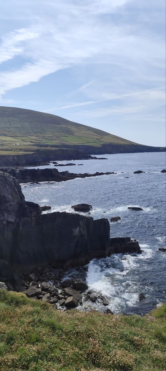 Acantilados de Slea Head sobre el Atlántico, con flores amarillas salvajes en primer plano